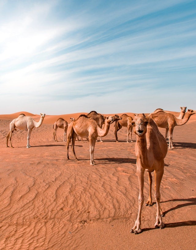 camels in the desert